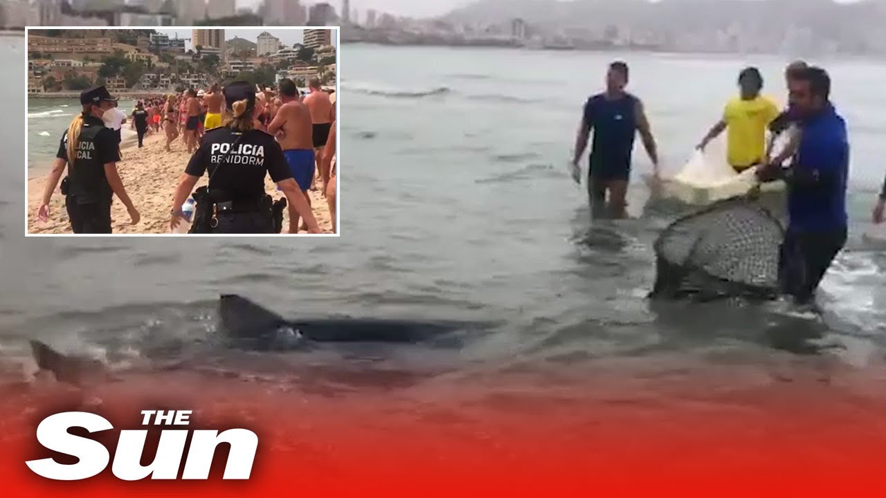 Killer SHARK captured on Benidorm beach as terrified swimmers rush to safety