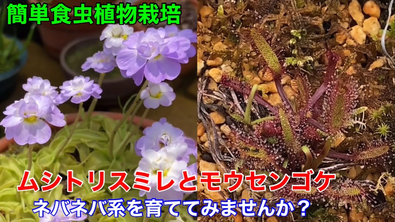 ムシトリスミレとモウセンゴケ　花も楽しめるネバネバ系食虫植物を育ててみませんか？