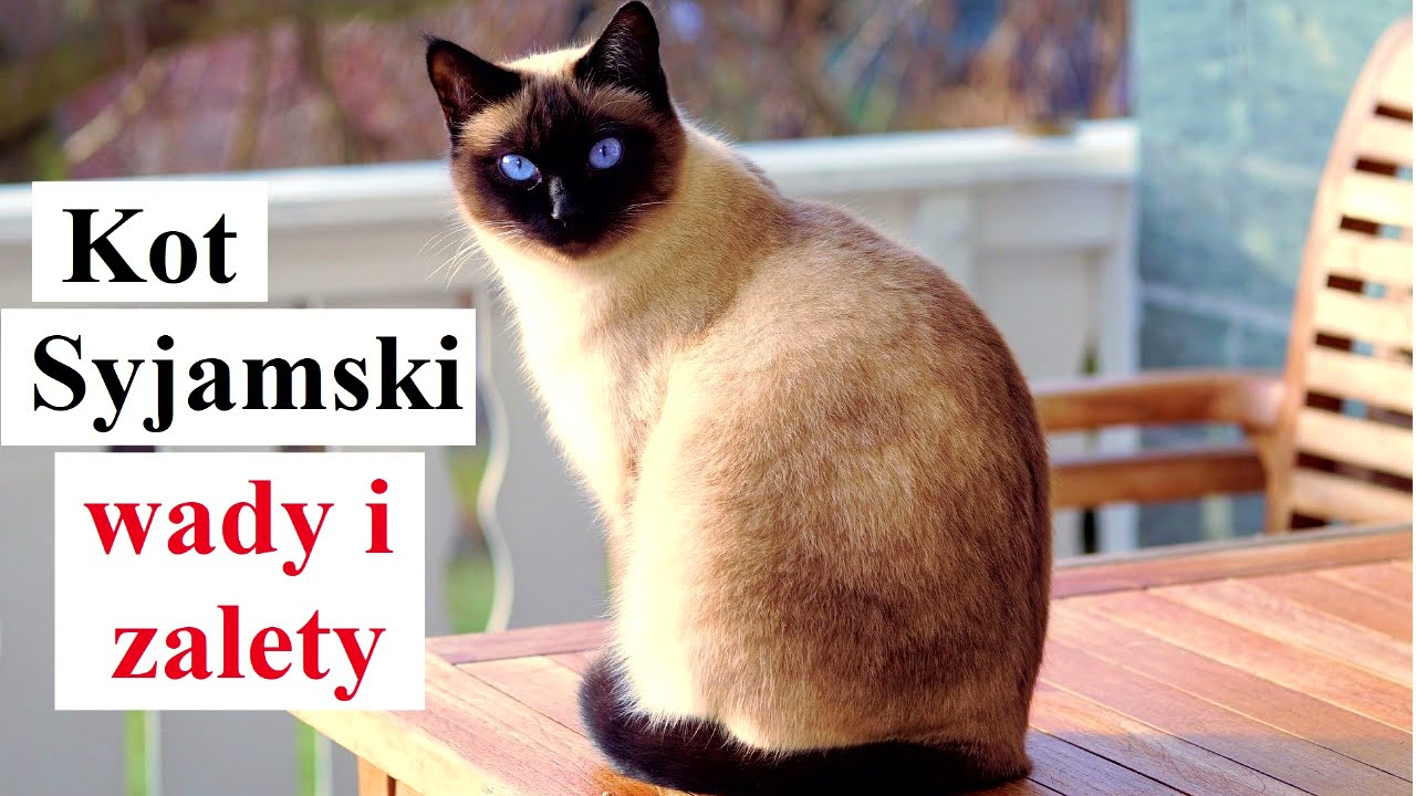 Kot SYJAMSKI - Wady i Zalety