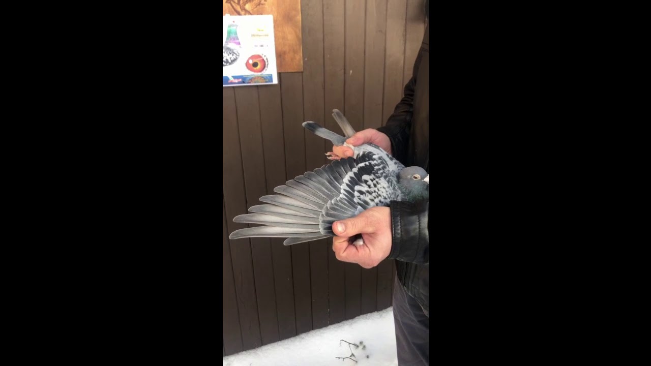 Philippe Frederick i Marek Trzaska ,prezentacja pary gołębi