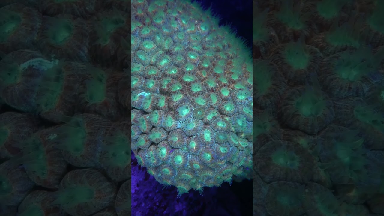 A hard coral under UV light   #diving #fluorescent #nightdive
