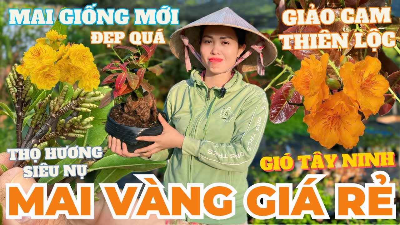 02-02 CHỊ CẨM Giao Lưu Mai Vàng Giá Rẻ, Giảo Ông Thầy, Gió Tây Ninh, Cam Thiên Lộc • THÀNH TRỌNG LÊ