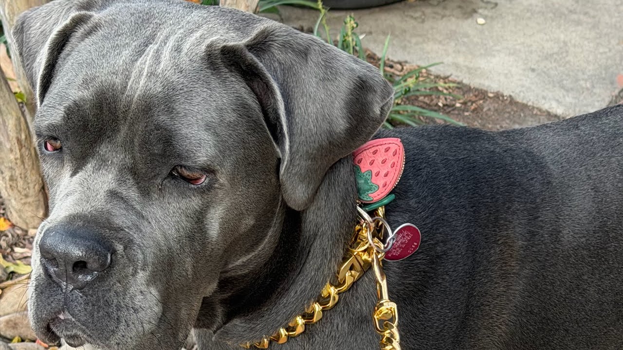 Cane Corso Comedy Hour at the Dog Park 😂🐾