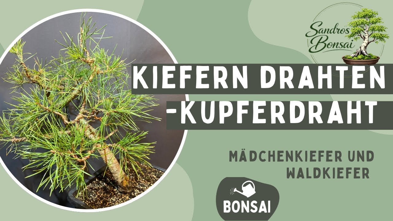 Vorgestaltungen zweier Kiefern korrigieren -Mädchenkiefer & Waldkiefer