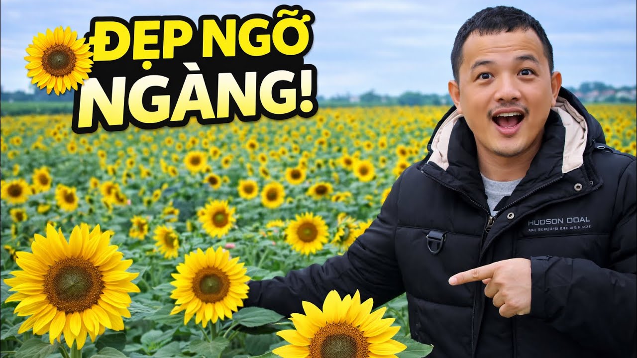 Cánh Đồng Hoa Hướng Dương Đẹp Nhất Đài Loan 2026 | Check- In Mùa Hoa Nở Rực Rỡ 