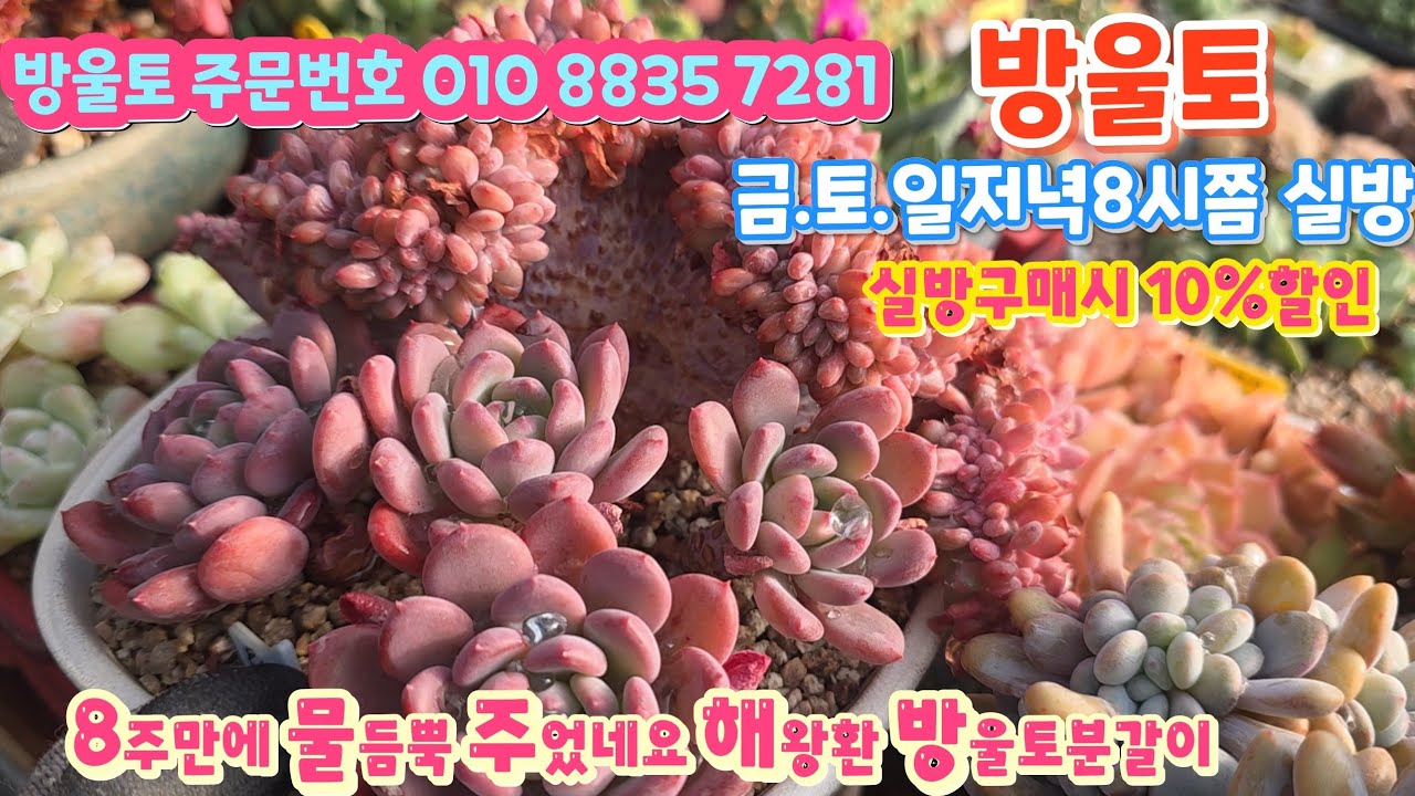8주만에 물듬뿍 뿌려주었네요 해황환 여름에 보내고 또델고왔어요 #방울토분갈이 