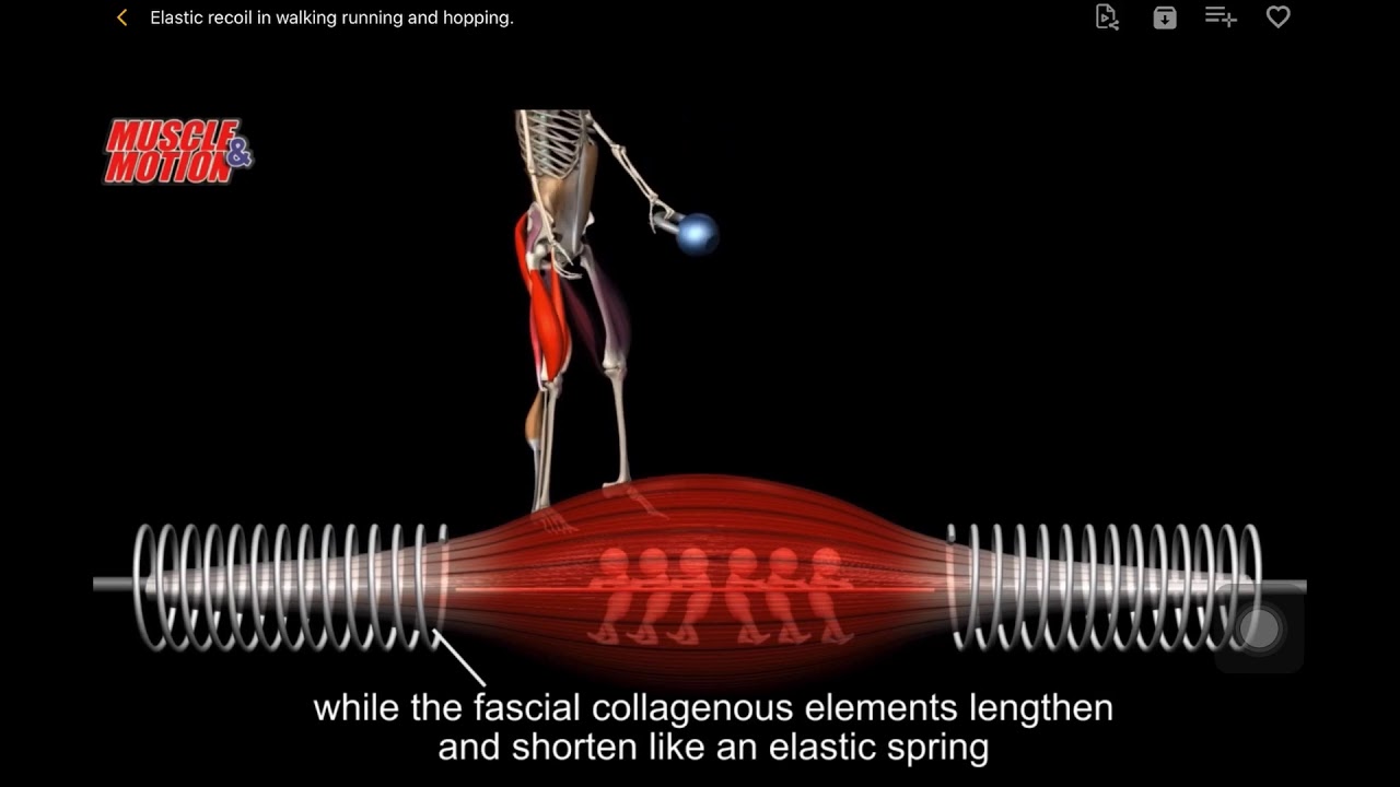 Elastic recoil in walking running and hopping