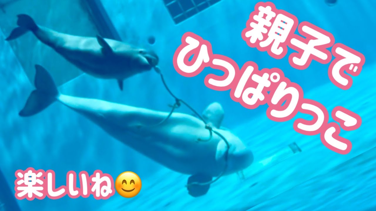 【子シロイルカ日記】激レアアリ子映像＆アンナ親子のひっぱりっこ遊び【しまね海洋館アクアス】