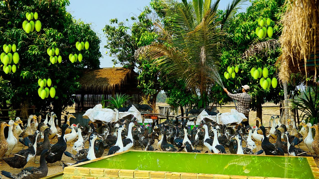 Duck Farming Lifestyle:  A Day in the Life of a Duck Farmer