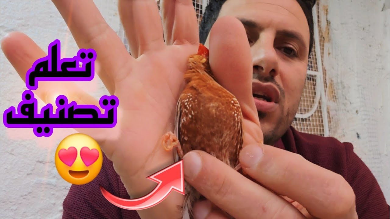 تصانيف خط الاورنج في الزيبرا فنش ذكور  حلقه جدآ مهمه للتلعم والتطوير