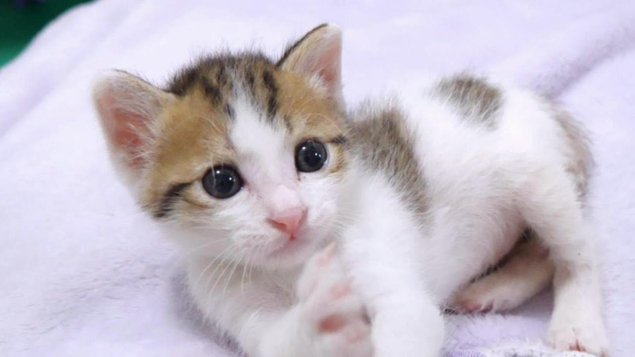 目をキラキラさせて膝の上で遊ぶ子猫がかわいすぎ【赤ちゃん猫　保護猫】
