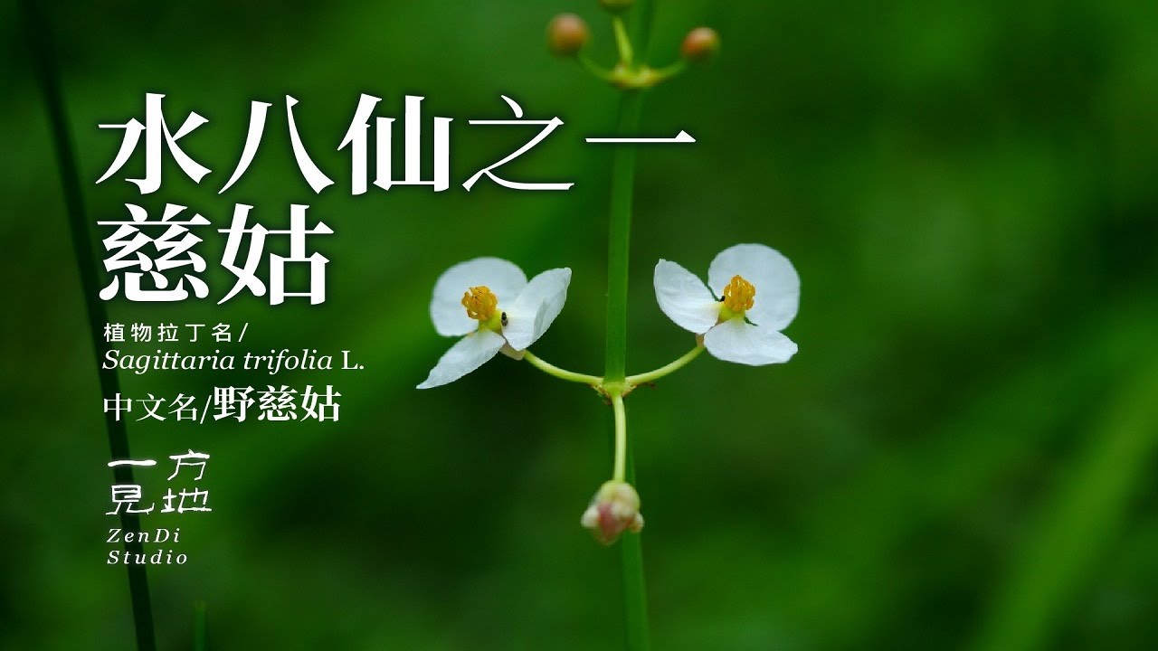 水八仙之慈姑，你吃过吗#一日一植物