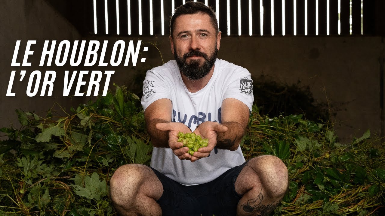 La récolte du houblon w/ La Houblonnière du Pépin