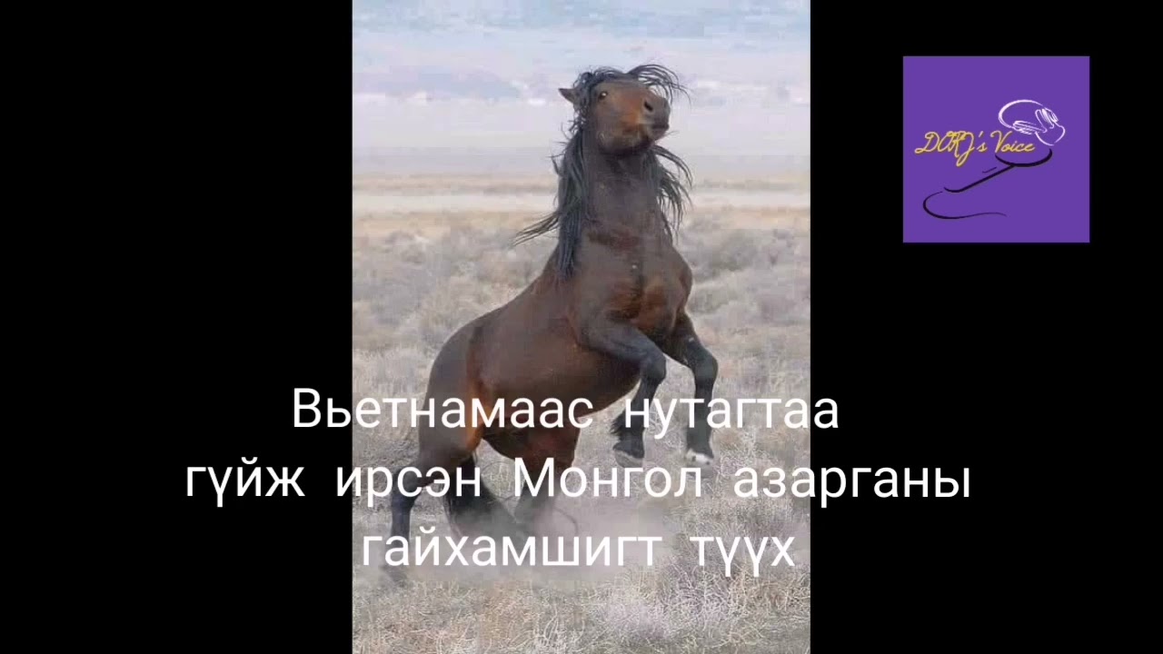 Вьетнамаас нутагтаа гүйж ирсэн Монгол азарганы гайхамшигт түүх