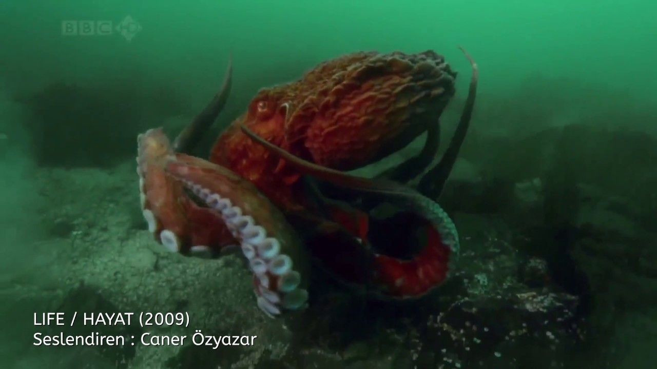 Kuzey Pasifik Ahtapotu (T&uuml;rk&ccedil;e Belgesel Seslendirme)