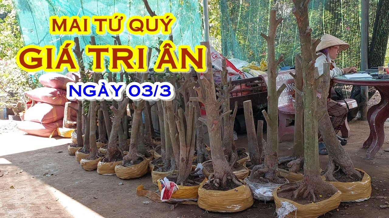 ANH BÌNH 📲 O921478539 - O9O3772578 GIÁ TỐT - MAI TỨ QUÝ GIAO LƯU NGÀY 03/3 