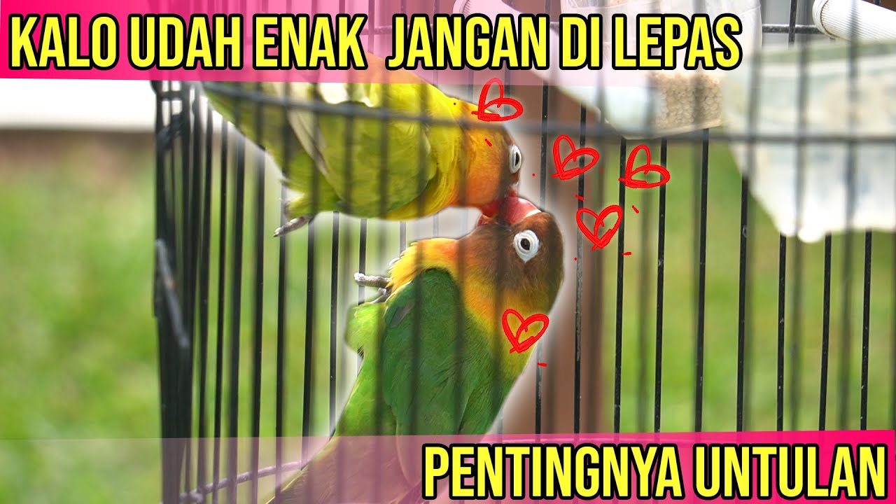 Pentingnya untulan untuk LOVEBIRD