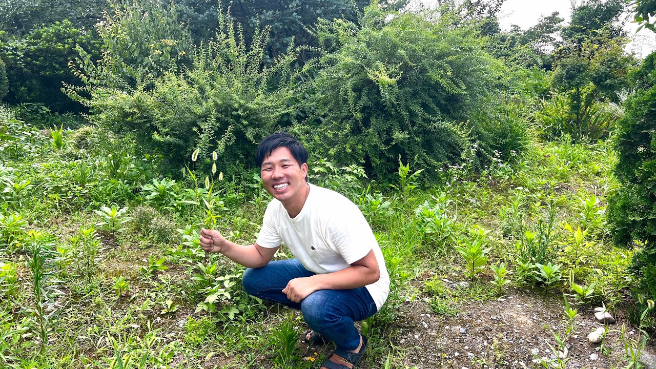 新居の庭でリクガメの餌になる野草を探してみた