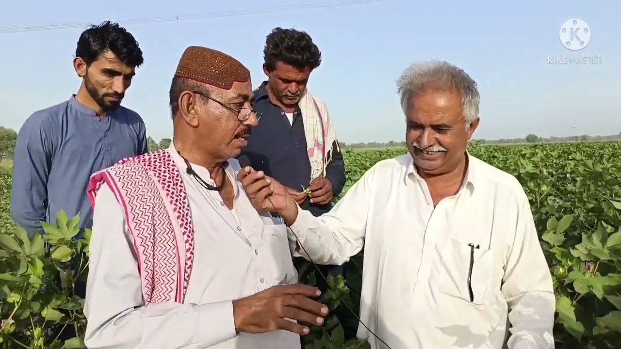 King of cotton seed|cotton seed university|Rais Habibullah Snjrani visited abbas farm 6.6.22