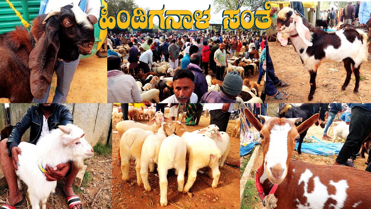 GOAT & SHEEP Weekly Market at Hindiganala near H-Cross 25 km from Bangalore in Karnataka