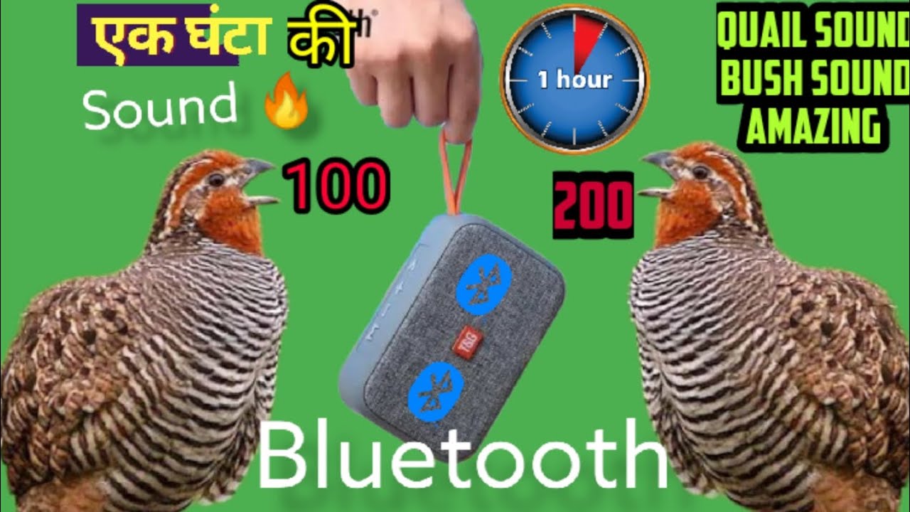सभी साउंड का बाप amazing quail calling | best bush quail hunting sounds part 4