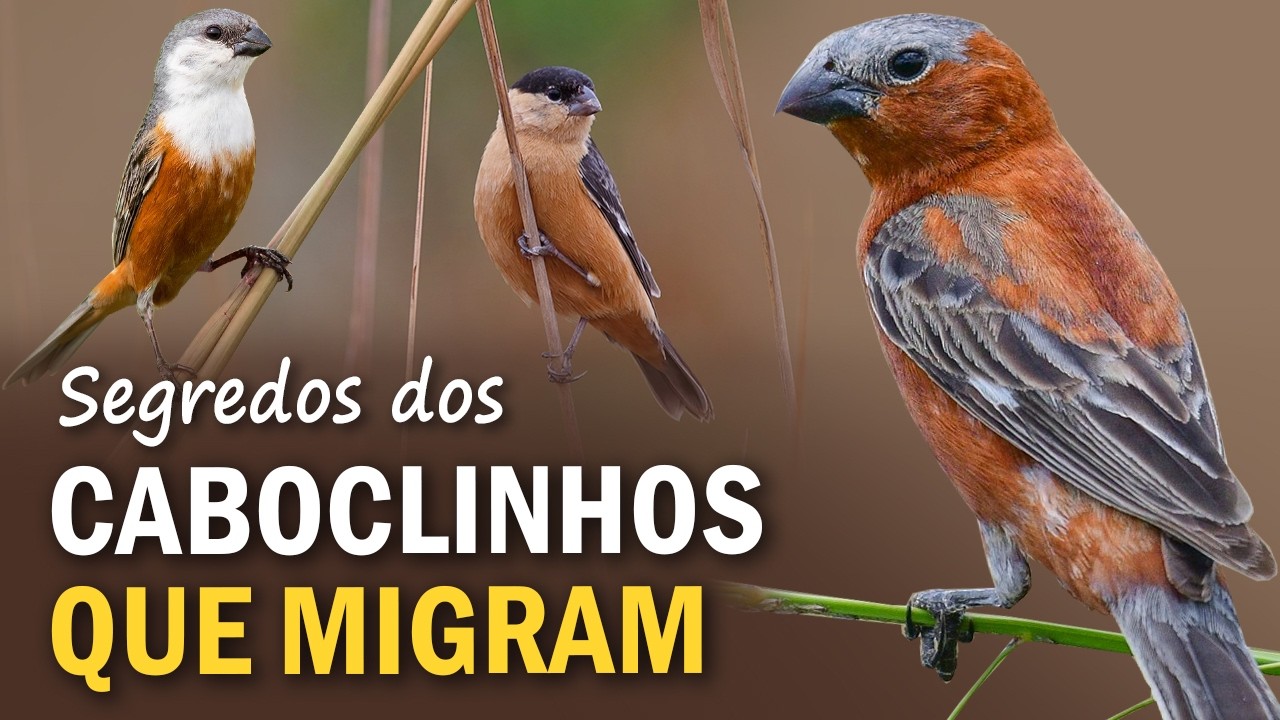 O MISTÉRIO dos CABOCLINHOS: Para onde migram? Quantas espécies existem?