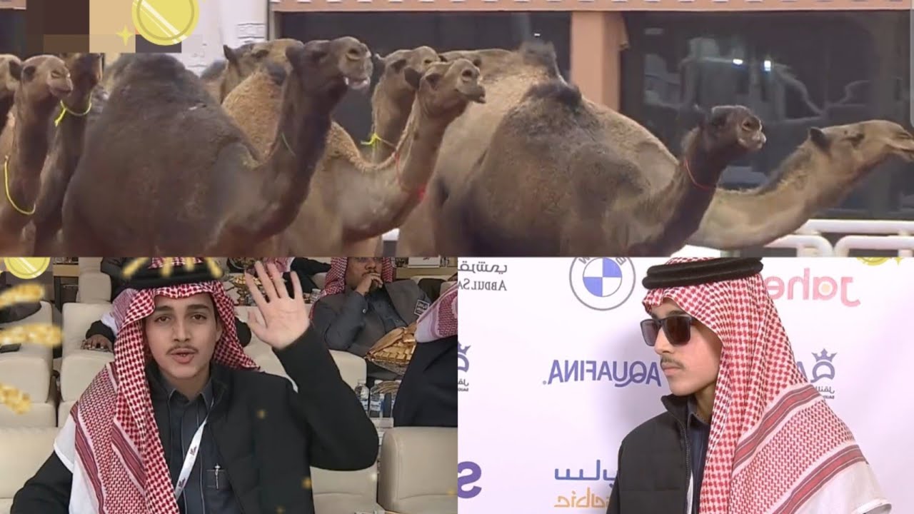 منقيّة صفر الطنايا تحصد المركز الثالث فئة بيرق المؤسس لـ لون الصفر لمالك الإبل عبدالله الشريع