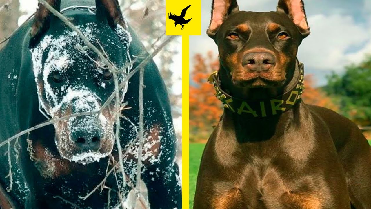 🤯¡DESCUBRE 14 SECRETOS MÁS IMPACTANTES DEL DÓBERMAN!💥