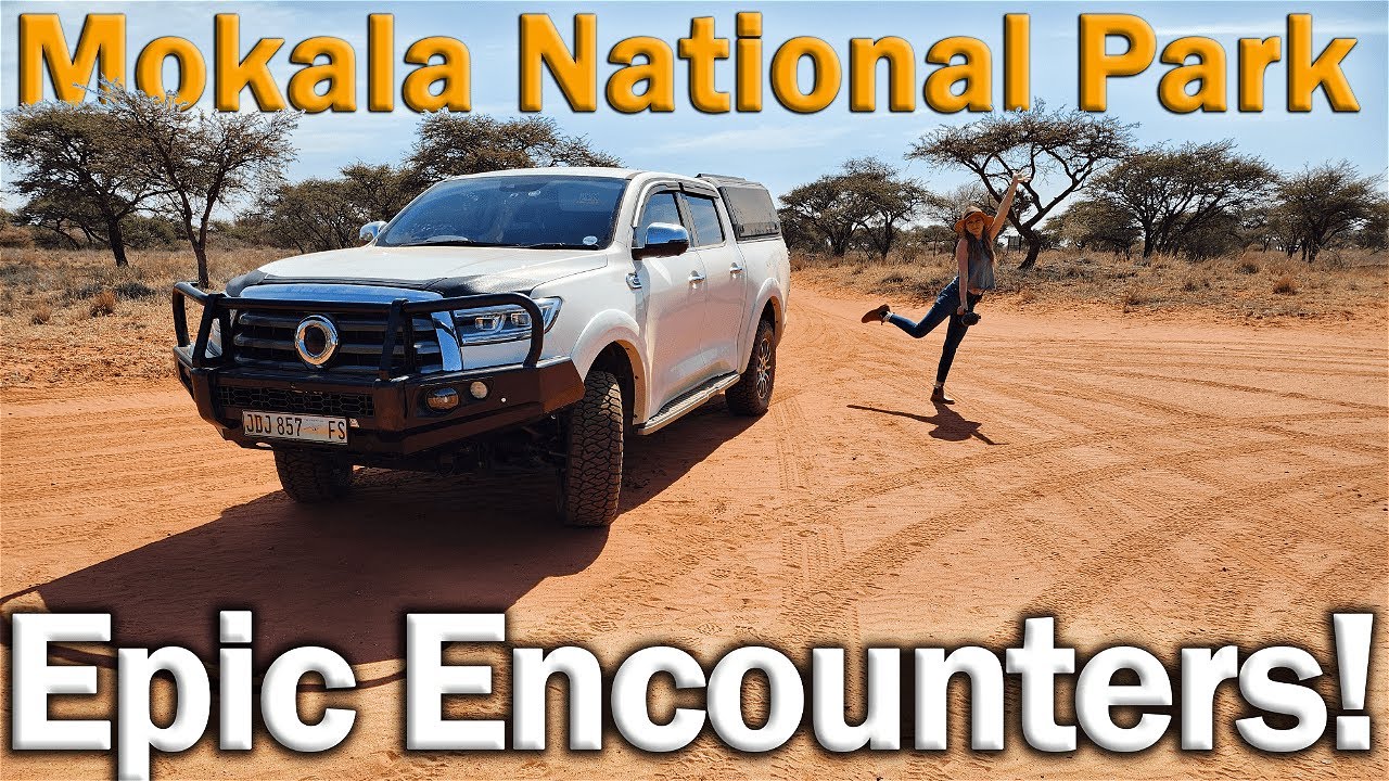 Mokala Nation Park | Epic Encounters! | Great Wall P-series | Cannon