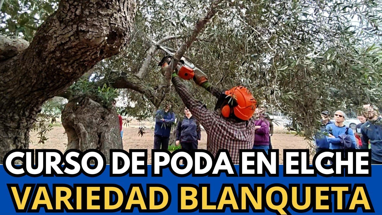 🟥 Poda de Olivo Centenario en Elche Paso a Paso: Blanqueta