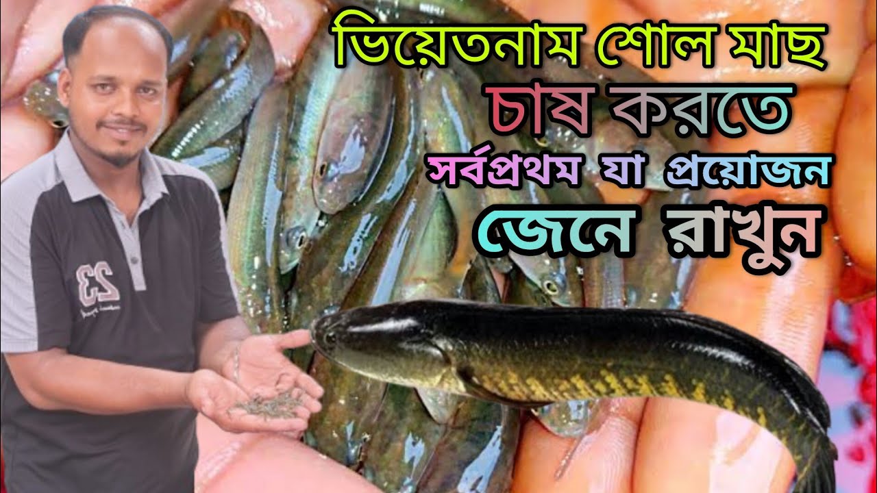 ভিয়েতনাম শোল মাছের পোনা চাষ করে লাখপতি হওয়ার আসল চাবিকাঠি জেনে নিন