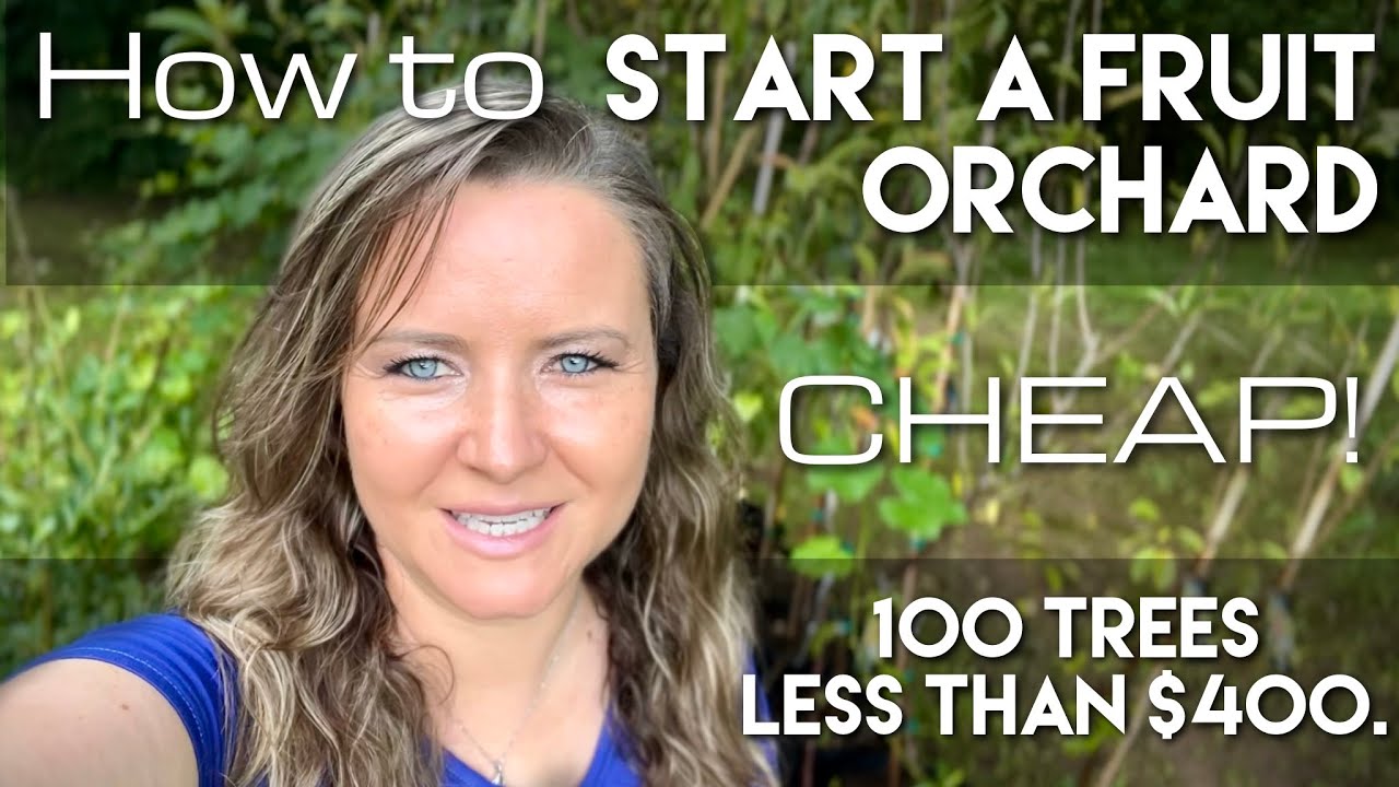 How to Start a Fruit Orchard CHEAP!