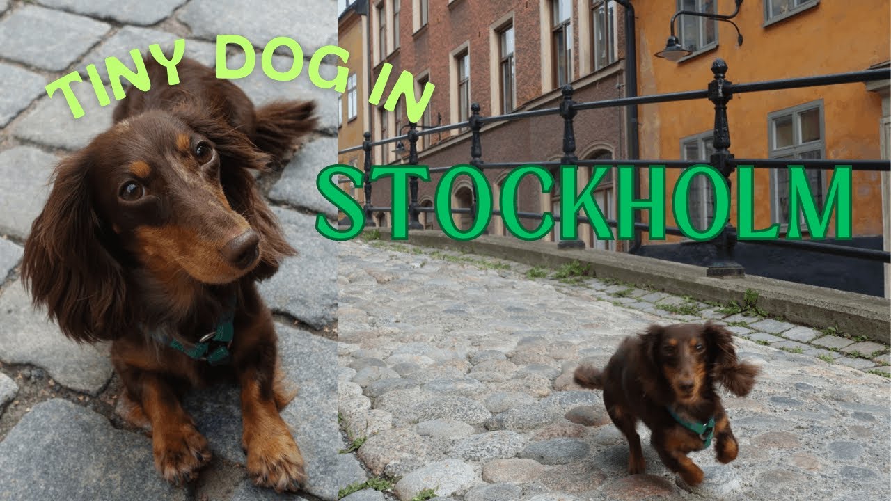 Mini Dachshund Causing Trouble Around Stockholm