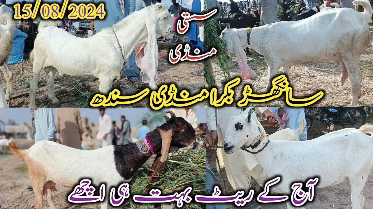 Sanghar Bakra Mandi | today update | bakra Eid 2025 | kamori patari goat | sasti Mandi | 15/08/2024