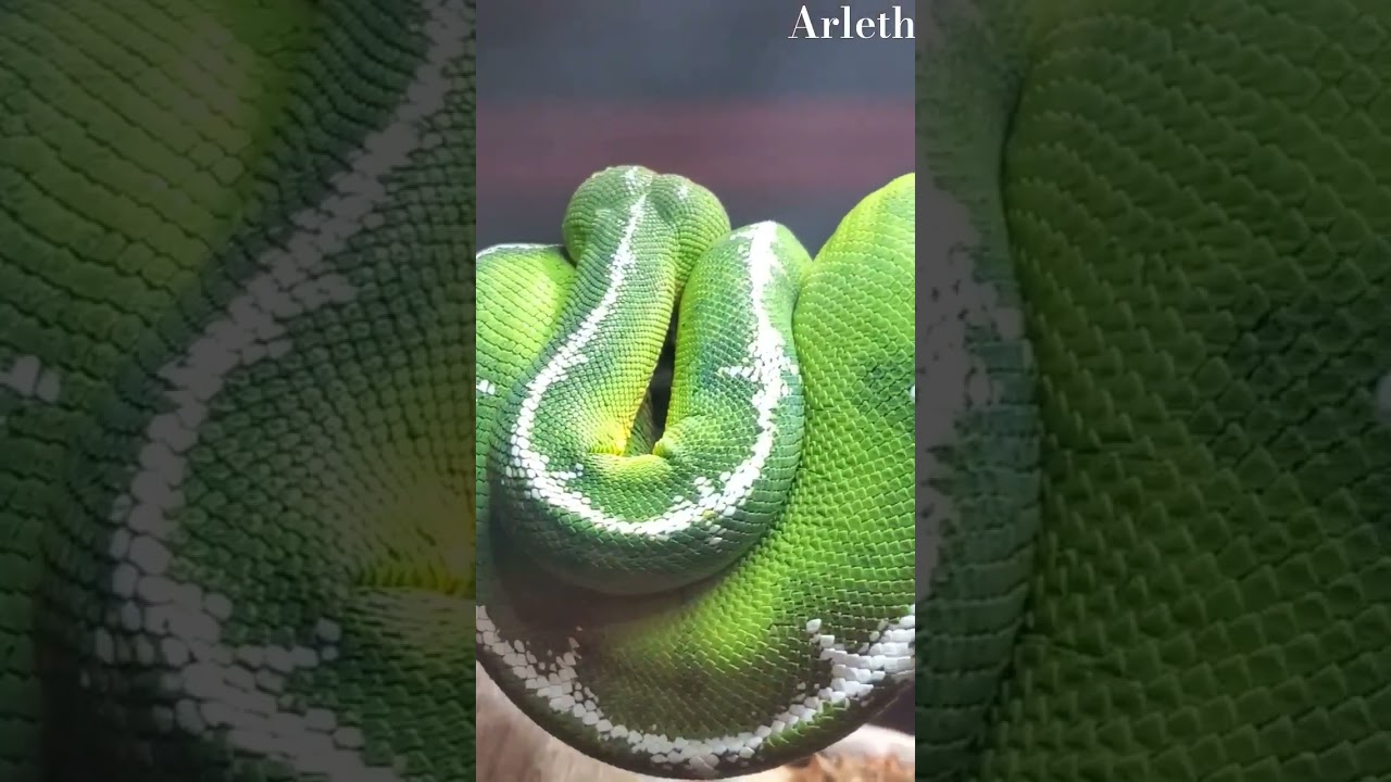 🐍 Beautiful Emerald Tree Boa.  #shorts #emeraldtreeboa #snake #Boa #reptile #v&iacute;bora #animals #vlog