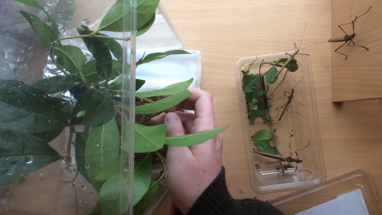 Unboxing Heteropteryx dilatata & Pseudophasma fulvum