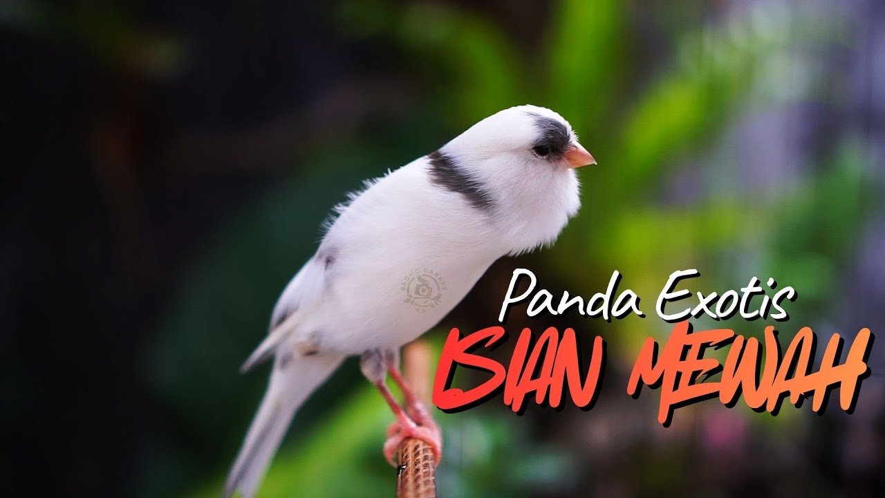 KENARI PANDA GACOR ISIAN MEWAH EXOTIS - MASTERAN KENARI ISIAN BLACKTHROAT GACOR PANJANG MUDAH DITIRU