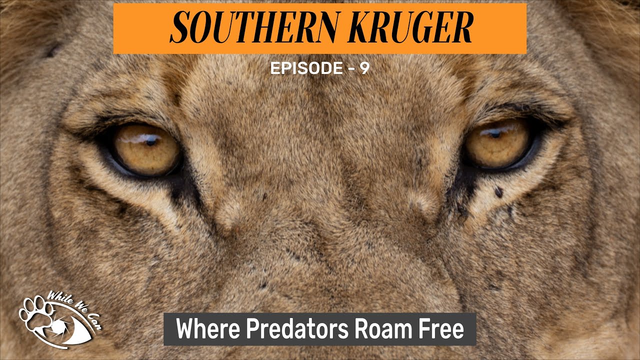 Berg & Dal - Predator Paradise: Lions, Leopards & Wild Dogs! (9)