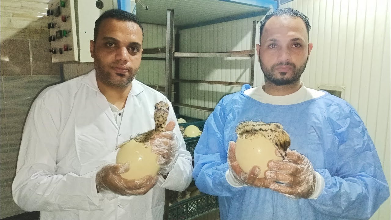 مرحله تفقيس🤔 بيض النعام من داخل مزرعه احمد صلاح للنعام#العناني