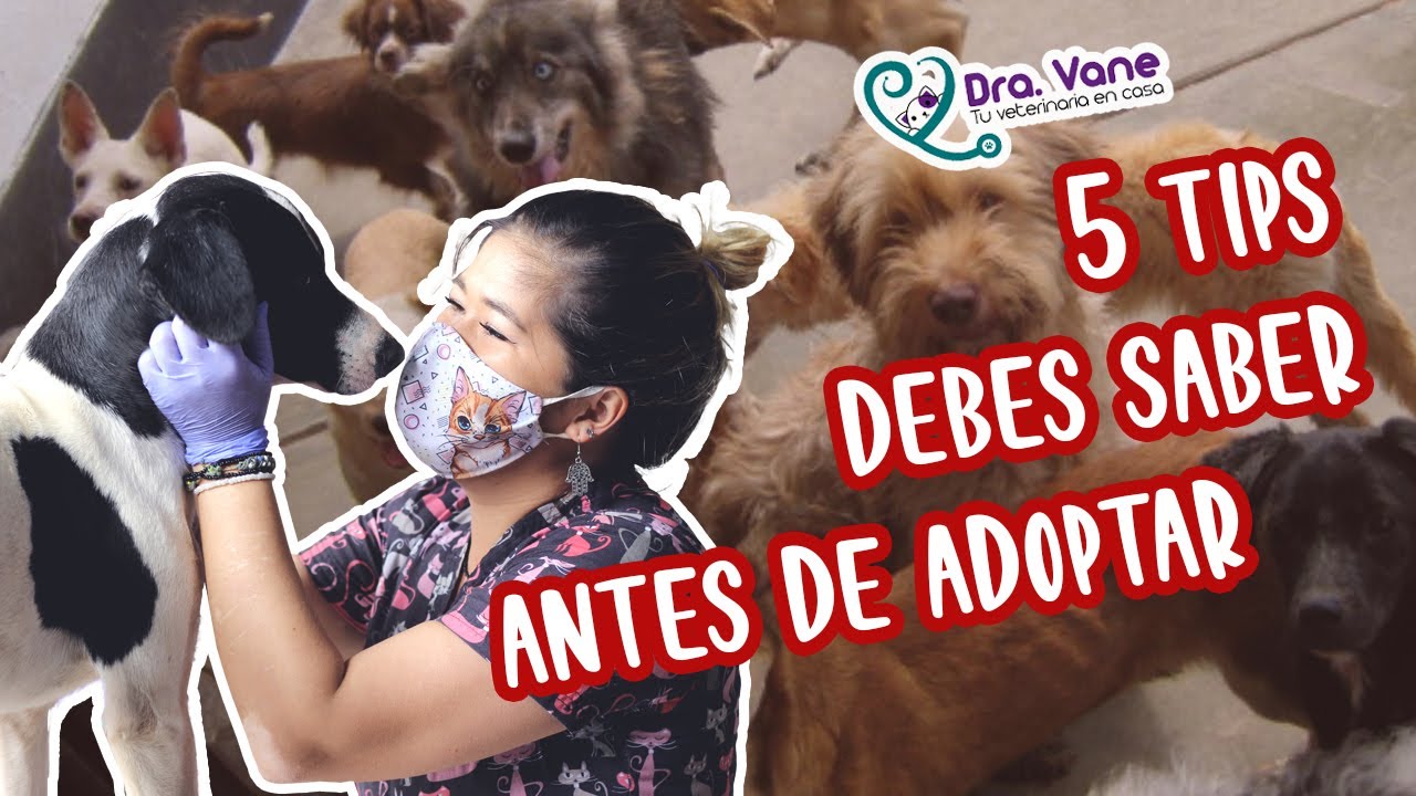 5 Tips antes de adoptar una mascota | Consejos Veterinarios | Dra. Vane