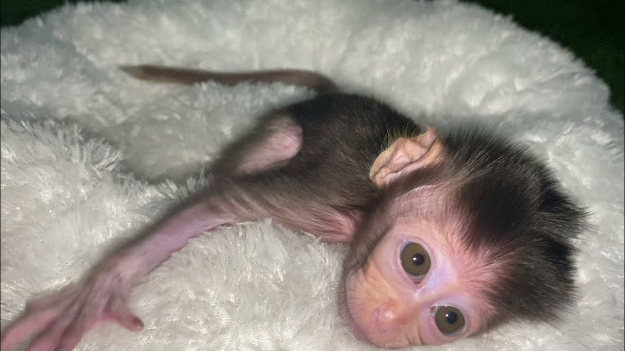 NEWBORN BABY MONKEY KIMMY SO BEAUTIFUL AND SPOILED