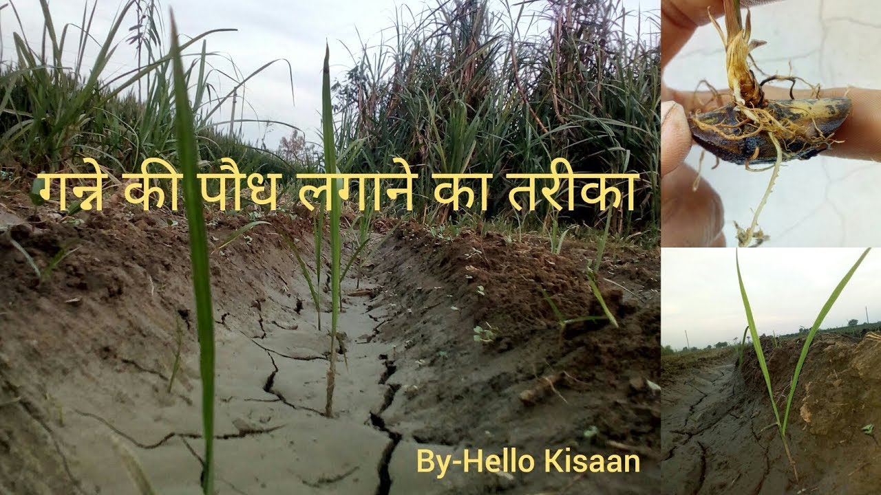 गन्ने की पौध की बुवाई [Sugarcane Seedling Plantation] | Hello Kisaan  [English Subtitles]
