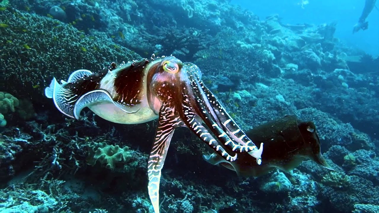 Cuttlefish Action March 2015 on board Bilikiki