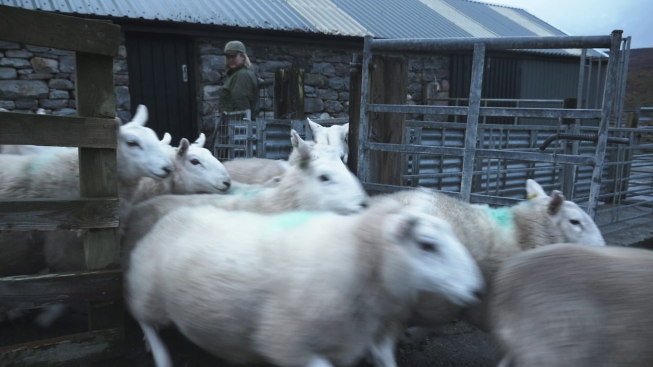 Crofting - Mairi MacKenzie, Ullapool