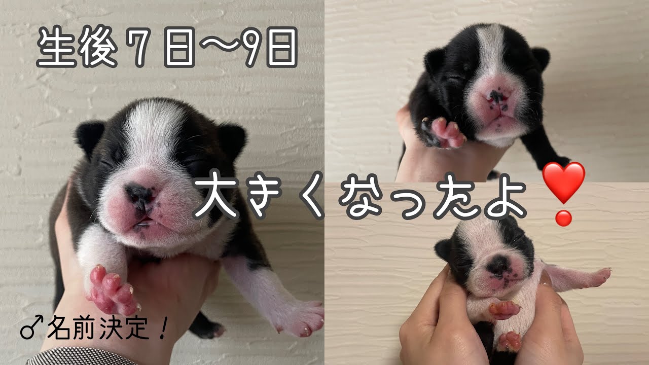 【ボストンテリアVlog】生後7日〜9日🐶すくすく成長中の僕・私たちです❣️