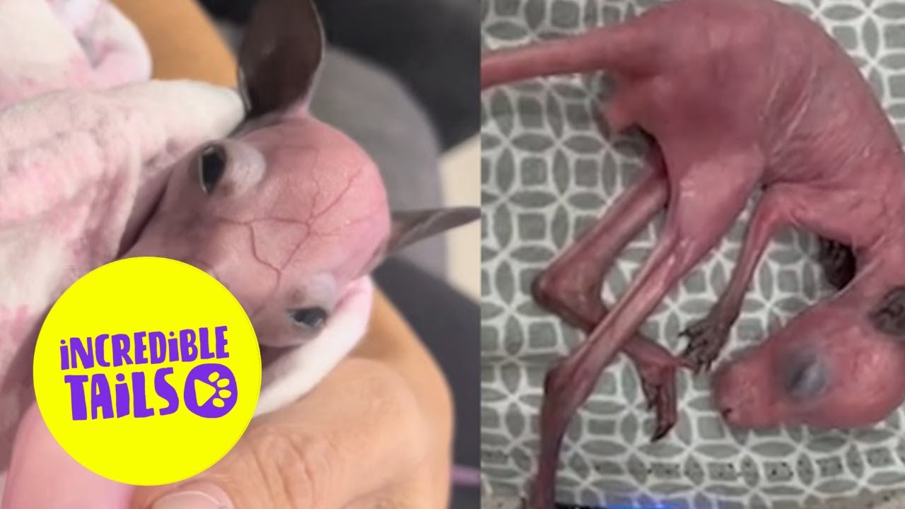Aussie mum rescues orphaned joey and nurses him back to health 🦘| SWNS