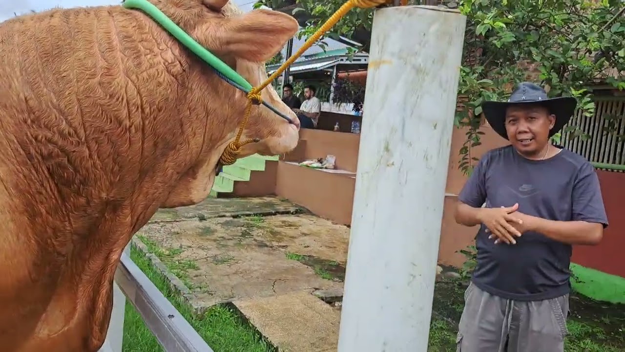 Pagi Hari langsung deal 2 ekor sapi jumbo