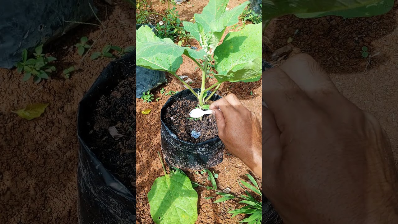 how to make eggplants bear fruit quickly #gardening #farming #eggplant