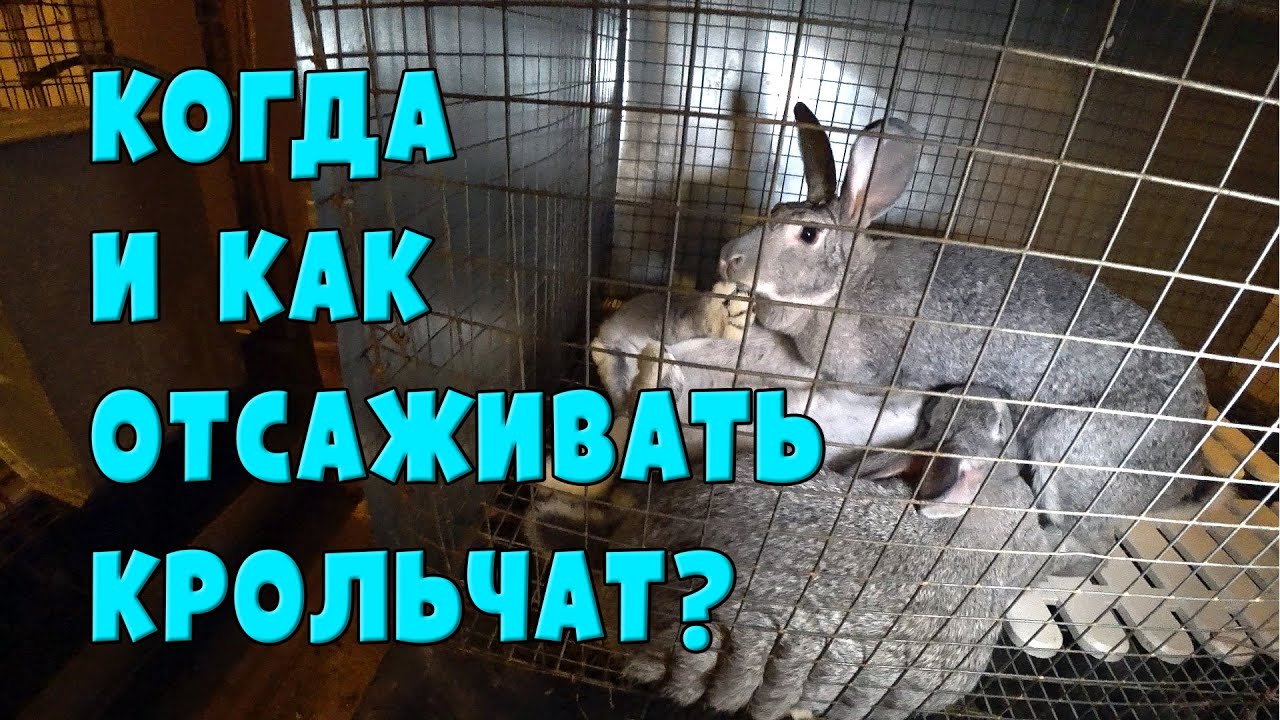Когда и как отсаживать крольчат от матери