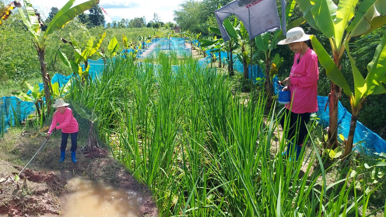 คุณครูคนสวย!!ใช้จอบขุดบ่อเลี้ยงปลา8บ่อ..ทำเกษตรผสมผสานหลากหลาย